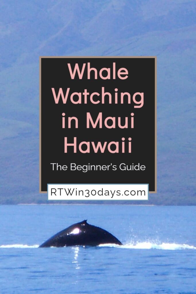 A Beginners Guide to Whale Watching in Hawaii