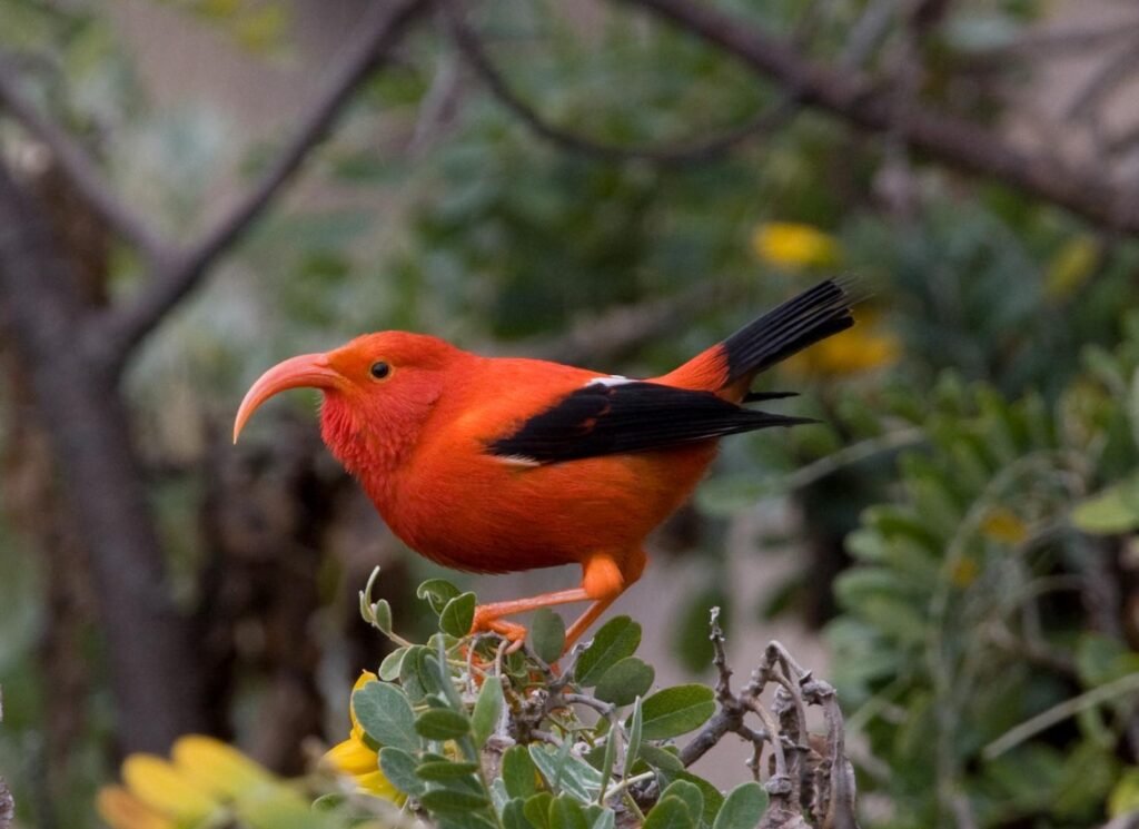 Exploring the Rare and Endemic Bird Species of Hawaii