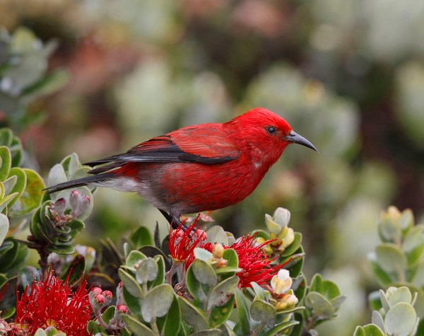 Exploring the Rare and Endemic Bird Species of Hawaii