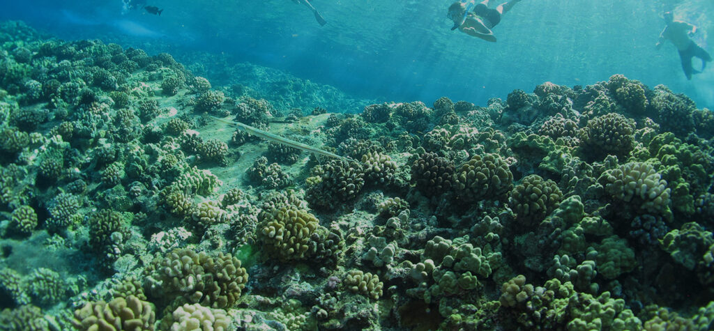 The Importance of Respecting and Protecting Hawaiis Coral Reefs