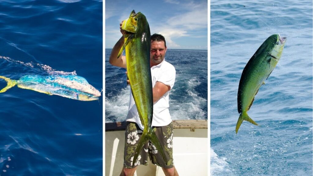 The Ultimate Guide to Fishing in Hawaii