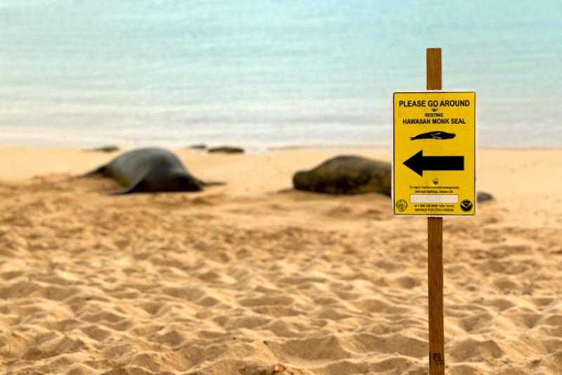 Understanding the Currents and Wildlife in Hawaiis Beaches