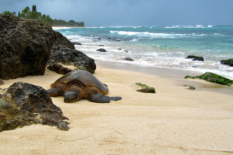 Understanding the Currents and Wildlife in Hawaiis Beaches