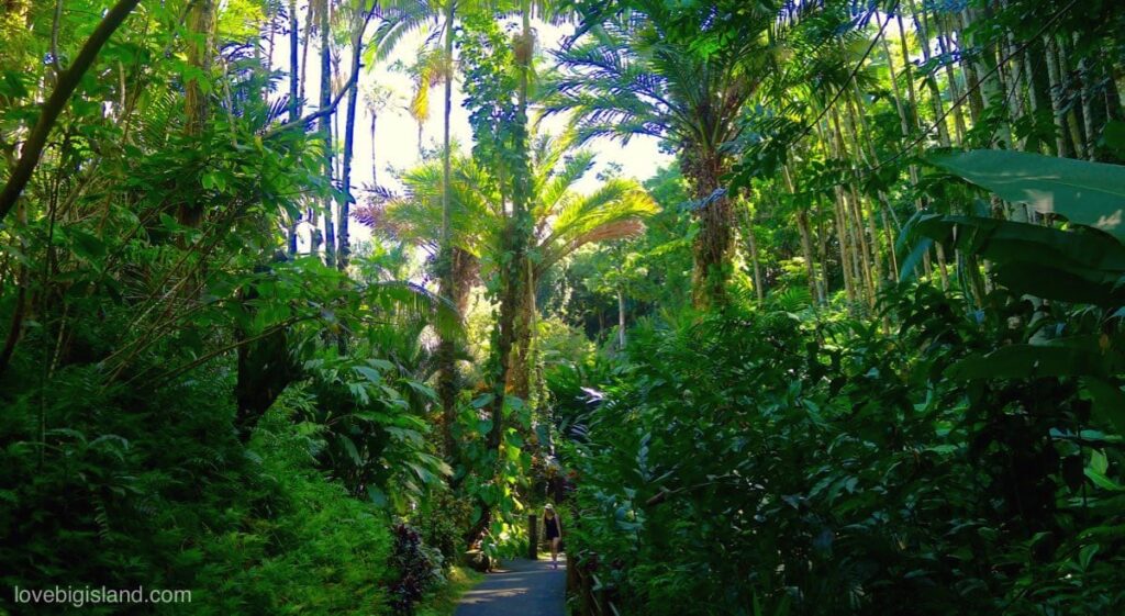 Exploring the Natural Beauty: The Best Gardens and Arboretums in Hawaii